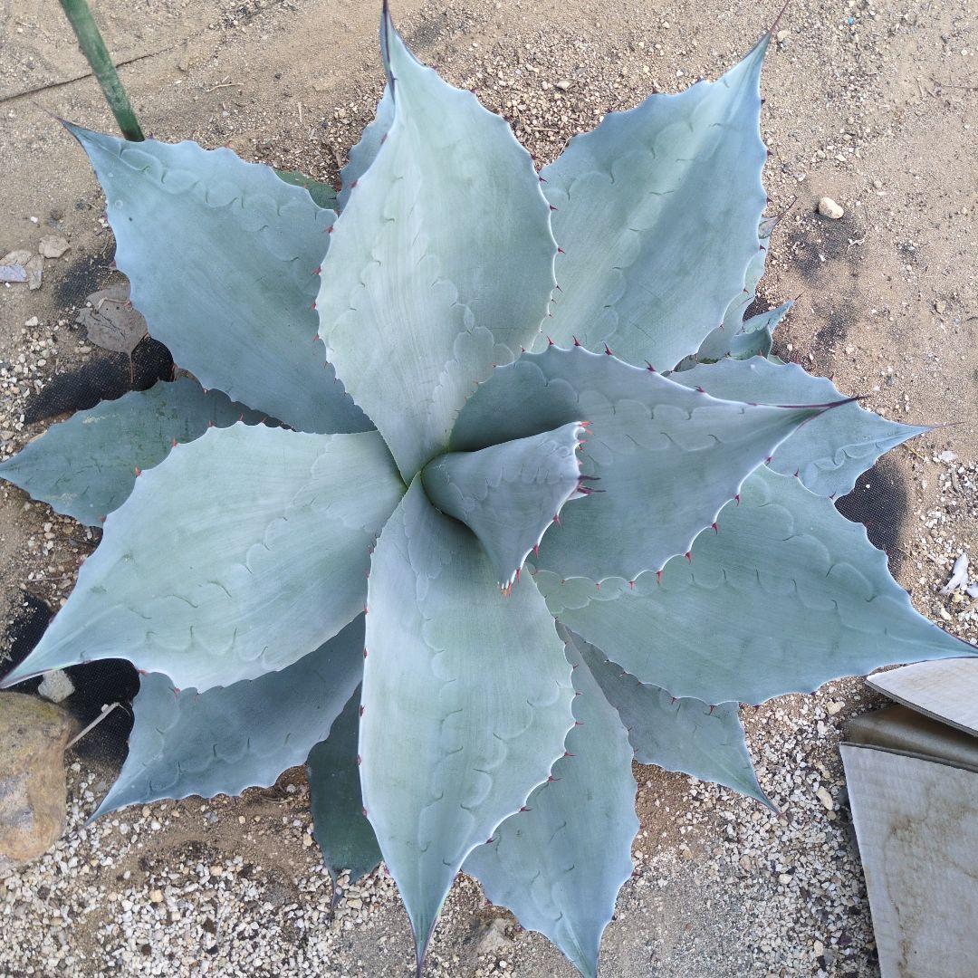 D*o様 オバティフォリア　フロスティブルー　超特大約60cm　アガベ