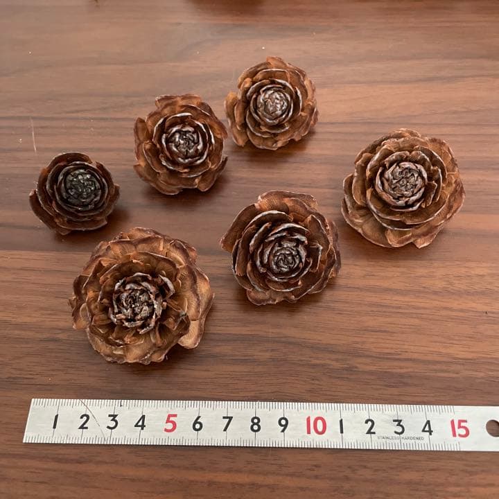 ヒマラヤスギの松ぼっくり全部セット