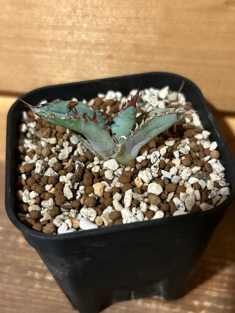 アガベ　チタノタ　ビースト　カクタスグリーン産　カット苗　微発根済み