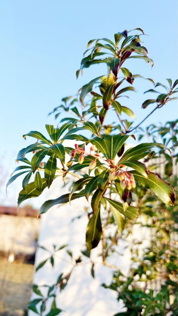 開花中☆山採りアセビ2.7M(鉢底から)