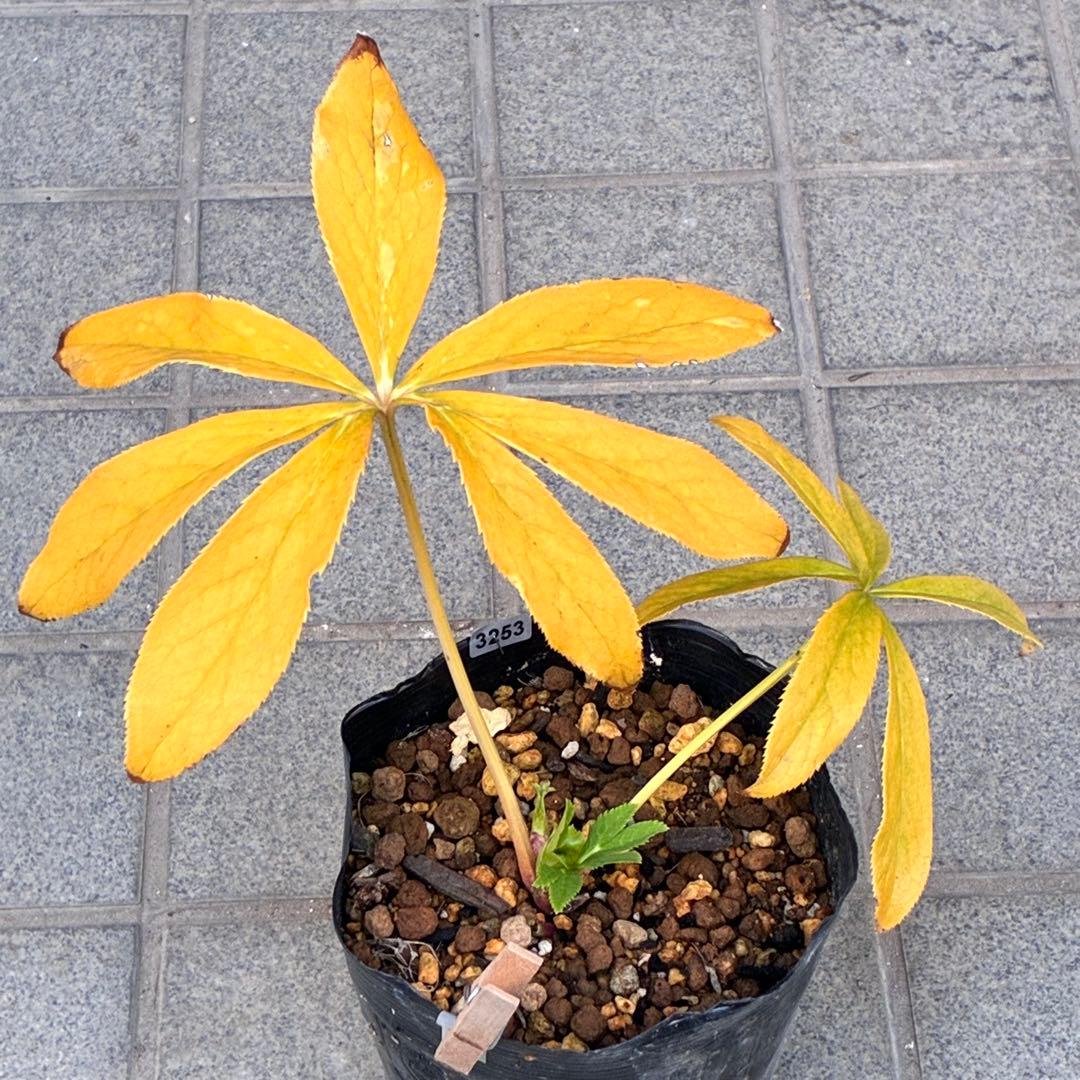 オ*ン様 ☘️蕾付き☘️根パンパン❤️沢山新芽元気株❤️3253⭐️強香⭐️強烈