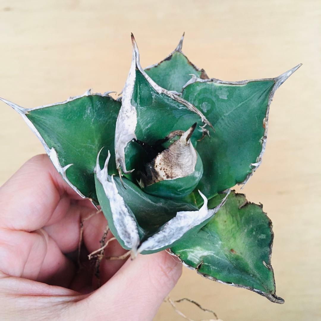 【稀少】トリケラトプス ビッグバンド アガベ チタノタ