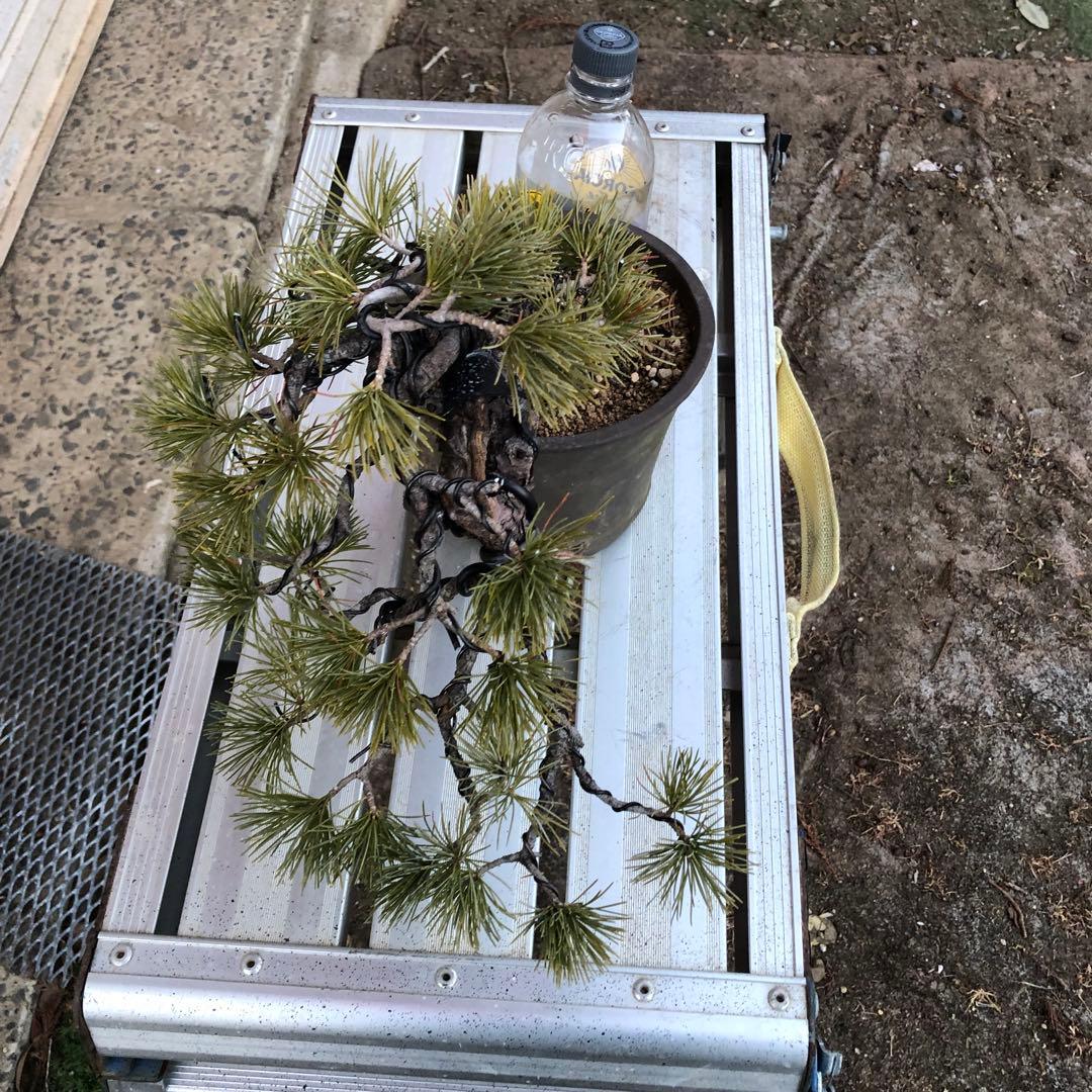 吾妻五葉松盆栽　小品