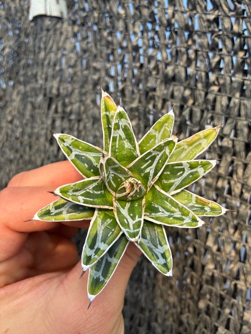 アガベ 姫笹の雪　ライムグリーン斑入り　変わり斑