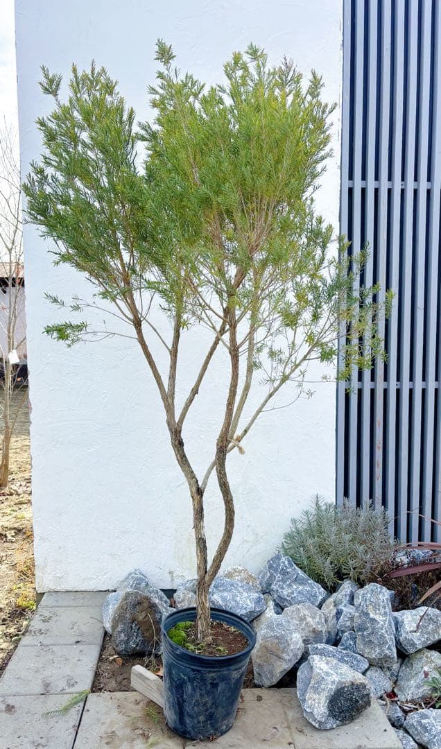 ※まさ 超美形。仕立てメラレウカ レッドジェム1.8M(鉢底から)品番C