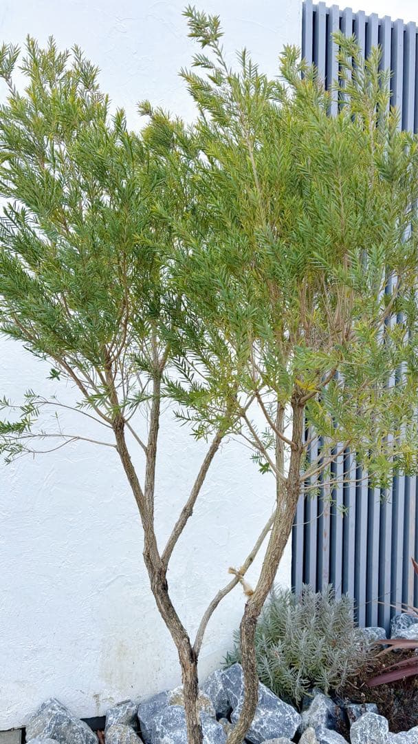 ※まさ 超美形。仕立てメラレウカ レッドジェム1.8M(鉢底から)品番C