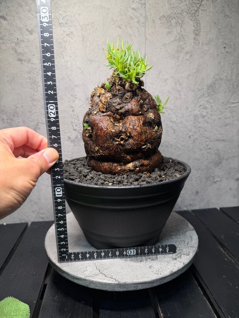 ユーフォルビア　ムランジーナ　美樹形　コレクション株