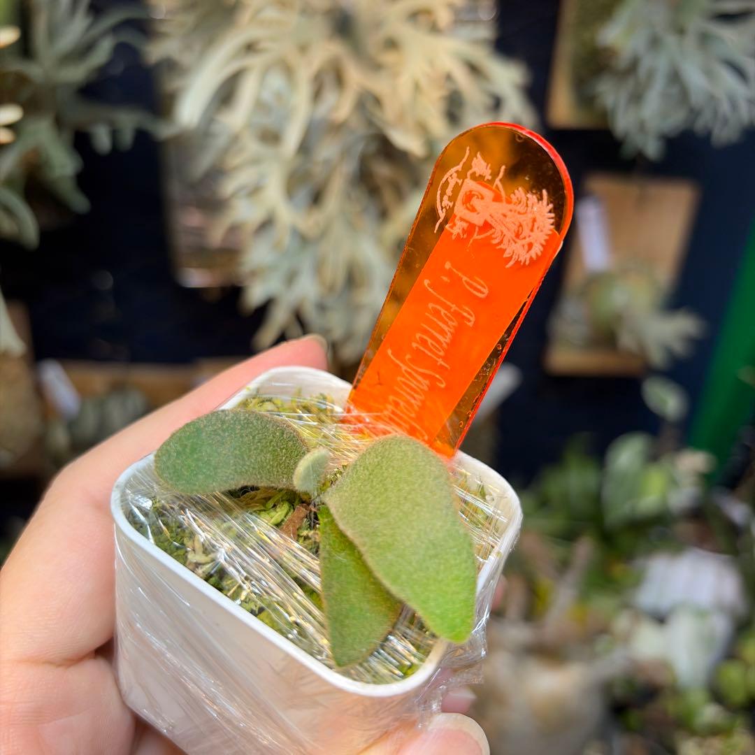 ビカクシダ Ferret sporeling