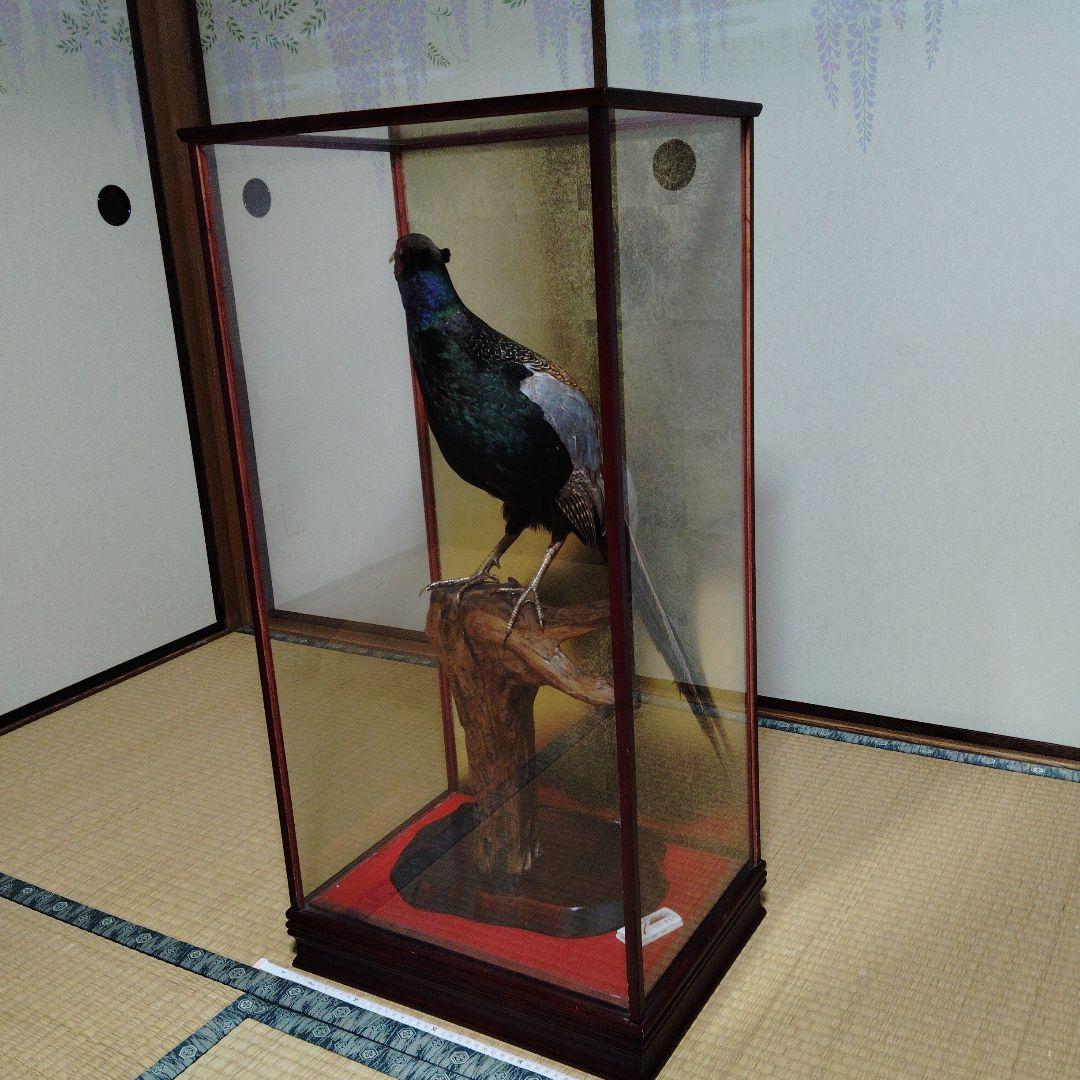キジの剥製の 置物 ガラスケース入り❨直接引取り希望❩