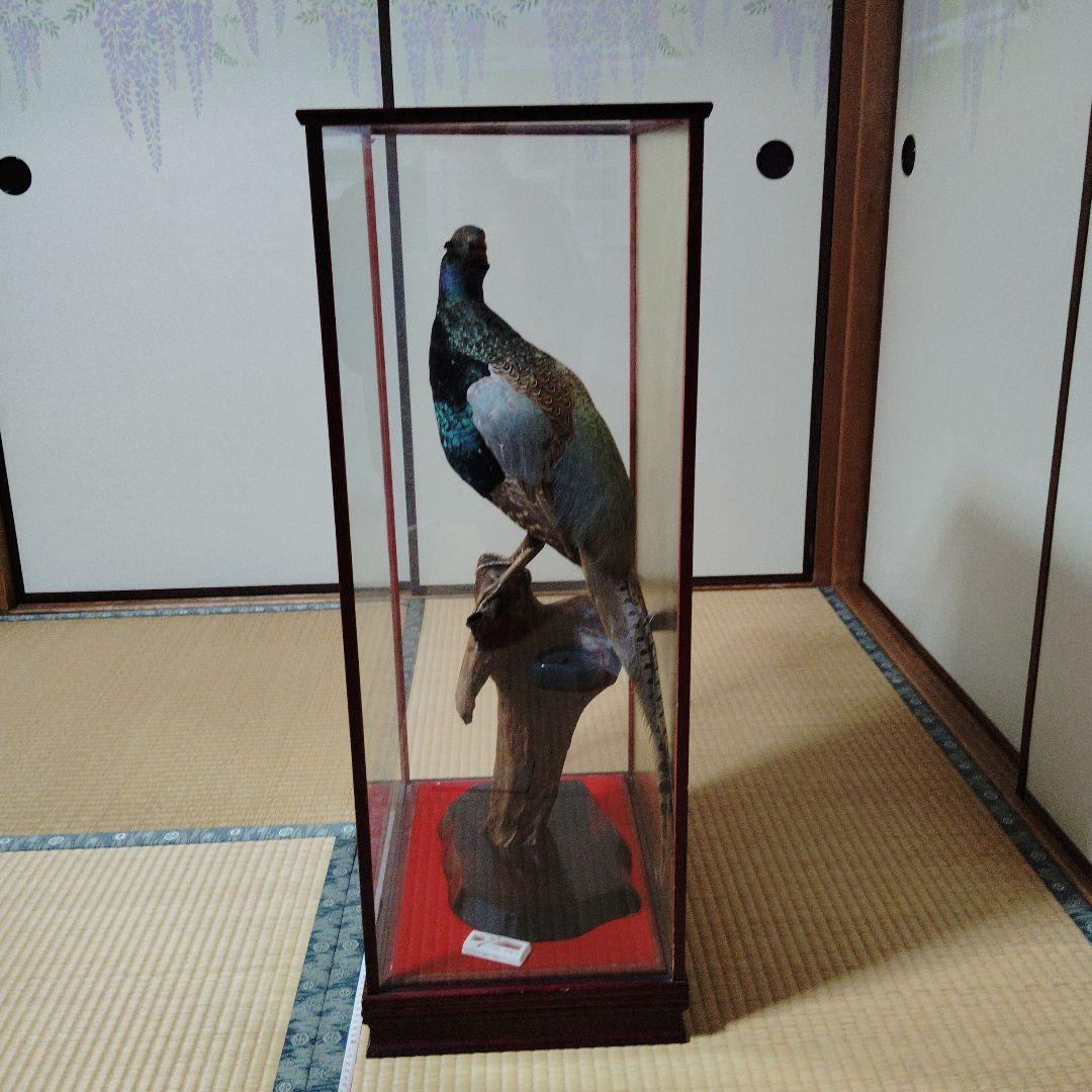 キジの剥製の 置物 ガラスケース入り❨直接引取り希望❩