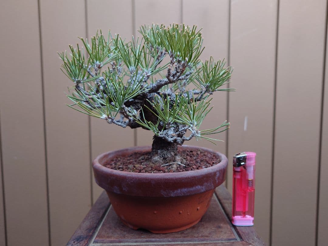 盆栽　黒松　樹高15cm