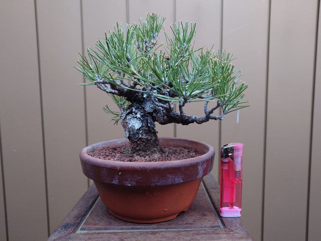 盆栽　黒松　樹高15cm