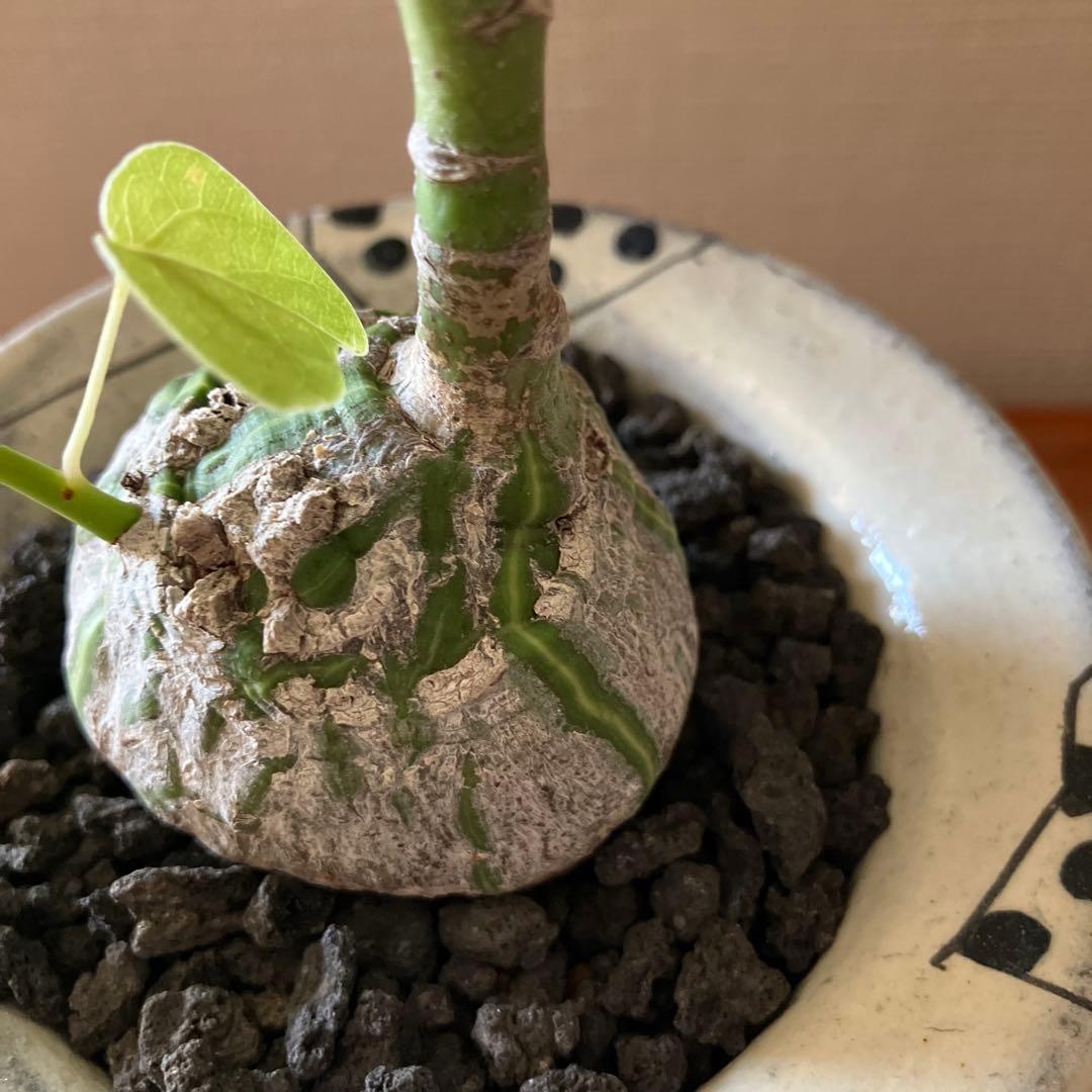 ボンバックス