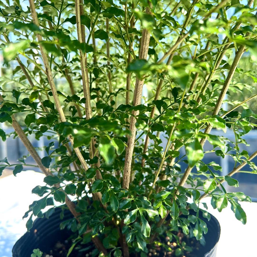 【セット割‼️高さ100㎝前後❗️】シマトネリコ 株立ち 10本立ち以上　2本セット