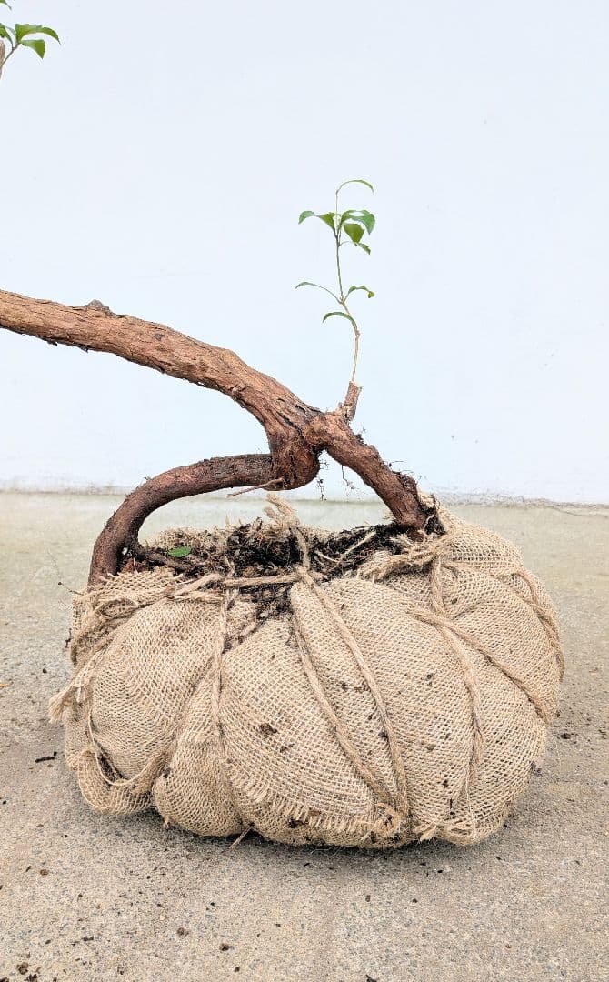 孤高。山採りアセビ。