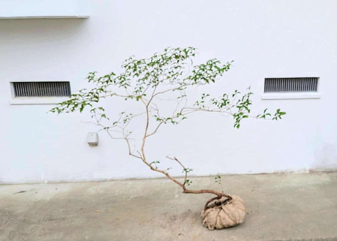 孤高。山採りアセビ。