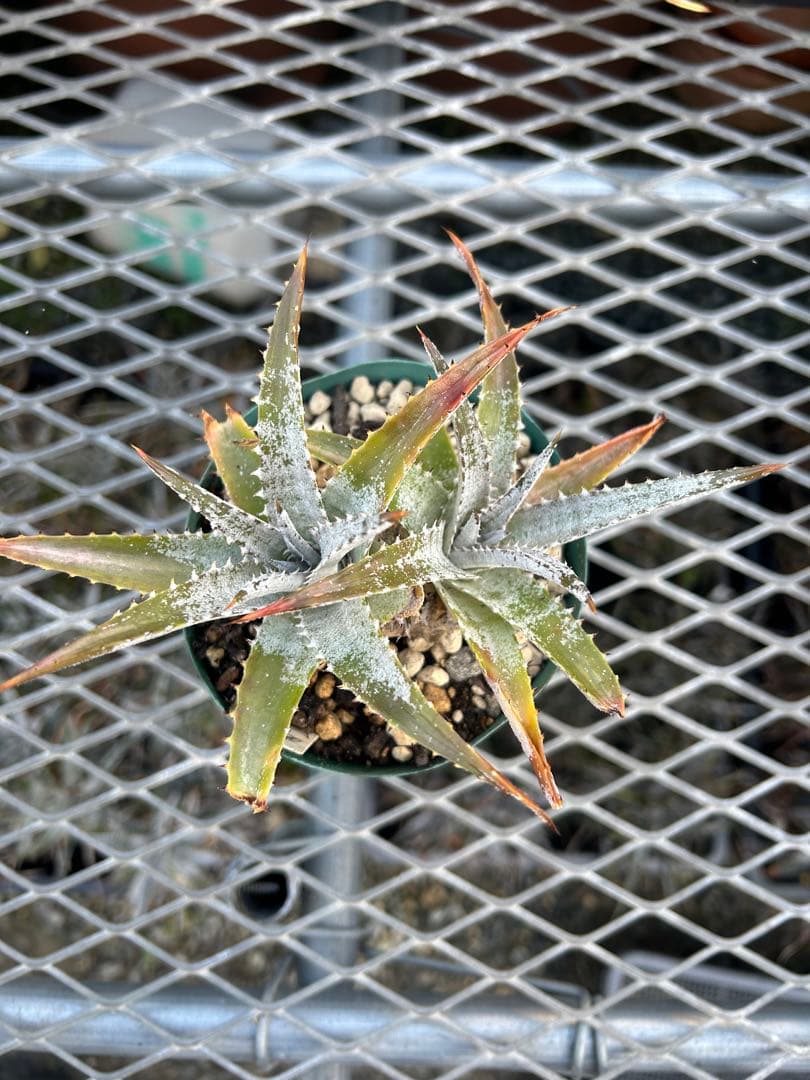 DBディッキア Dyckia Bill Baker hybrid #133 ⑵