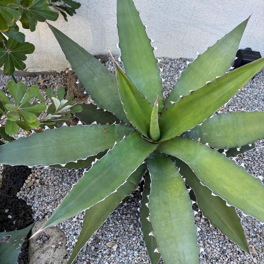 キシロナカンサ　大株　約80cm