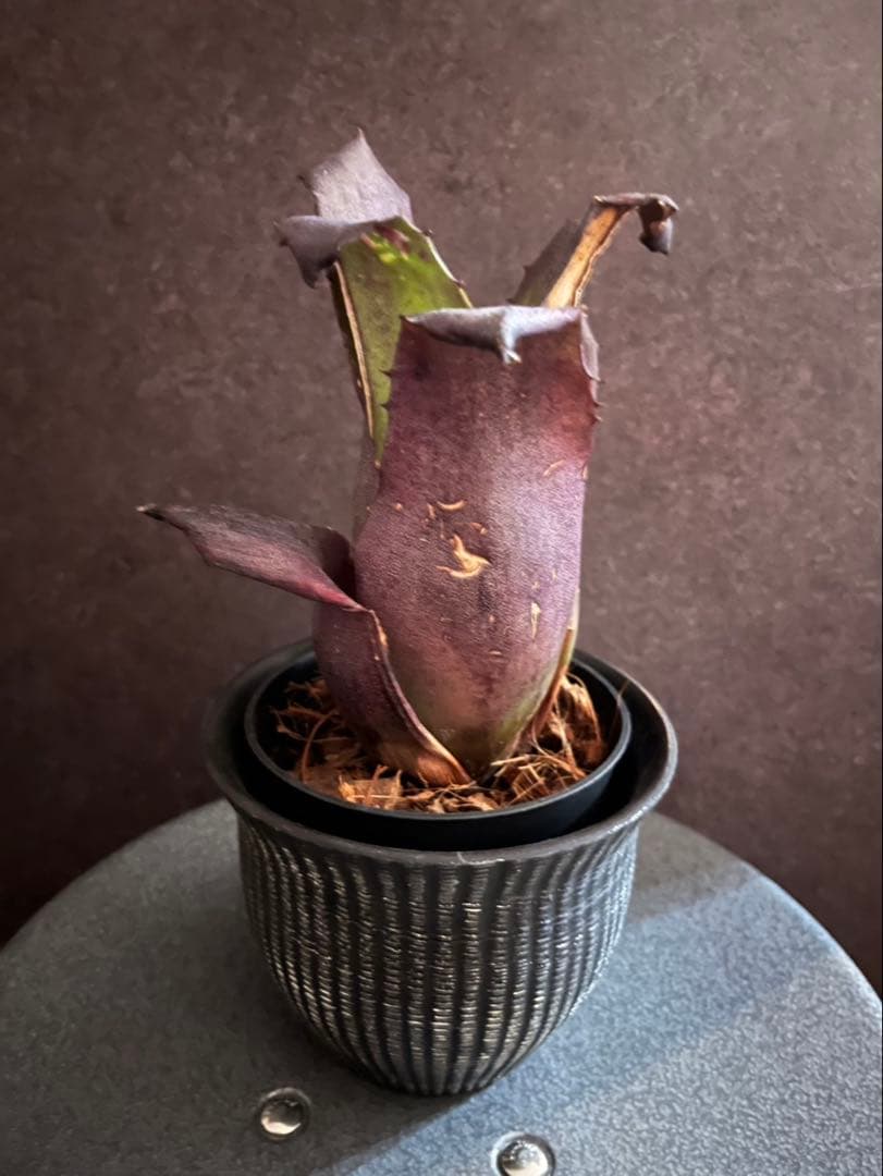 【超ブラック！】Hohenbergia ホヘンベルギアレオポルドホルスティ