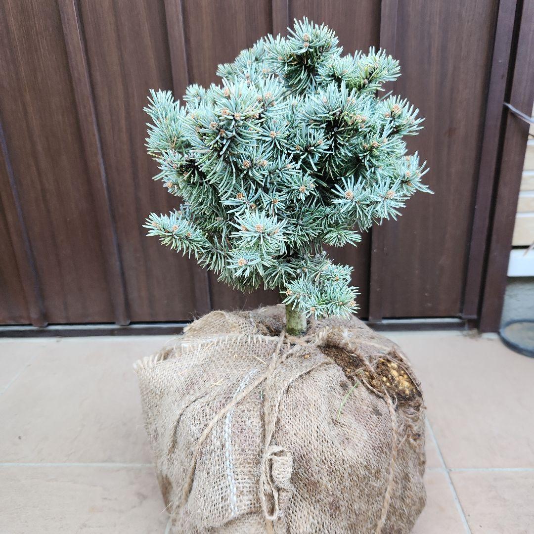 プンゲンストウヒ　グラウカグロボーサ　根巻き　苗木　レア品種