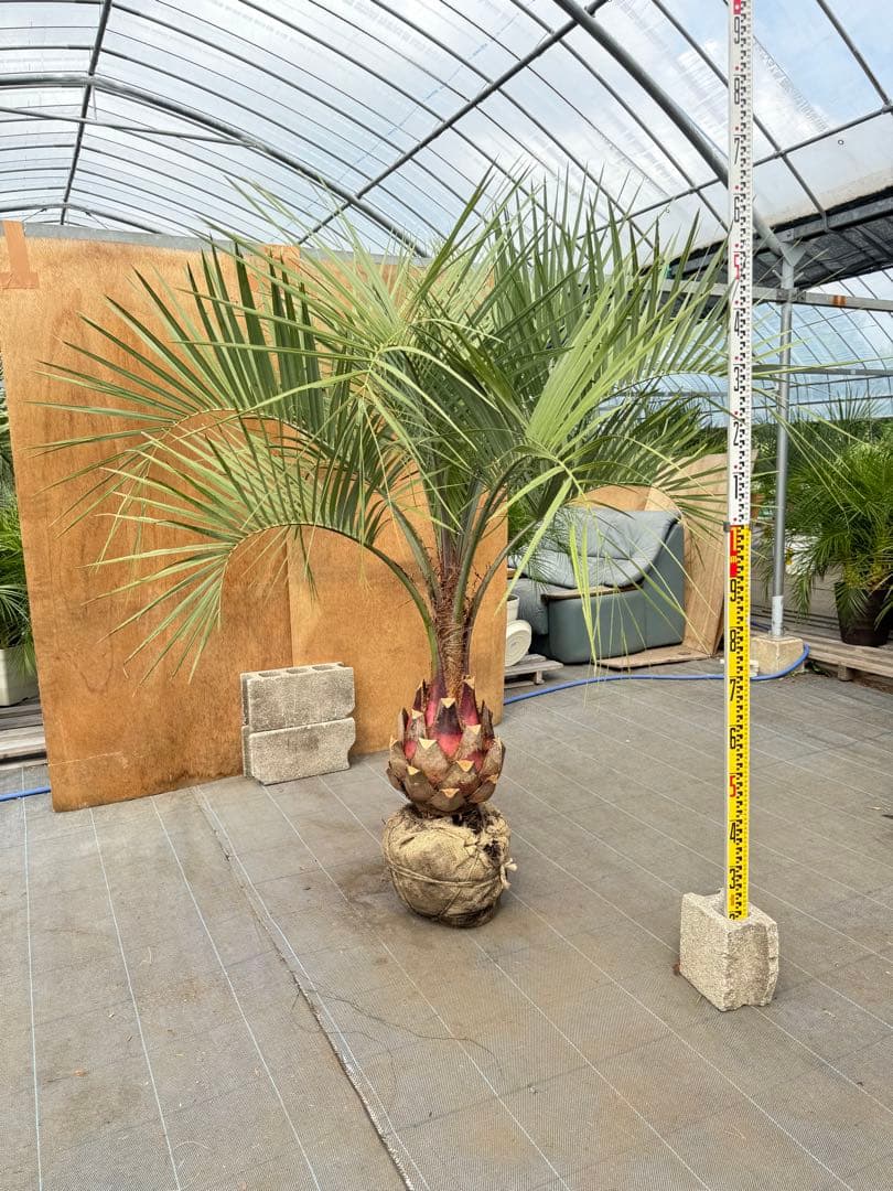 ココスヤシシルバーリーフ【極太】葉先160cm幹回り90cm 幹高40cm