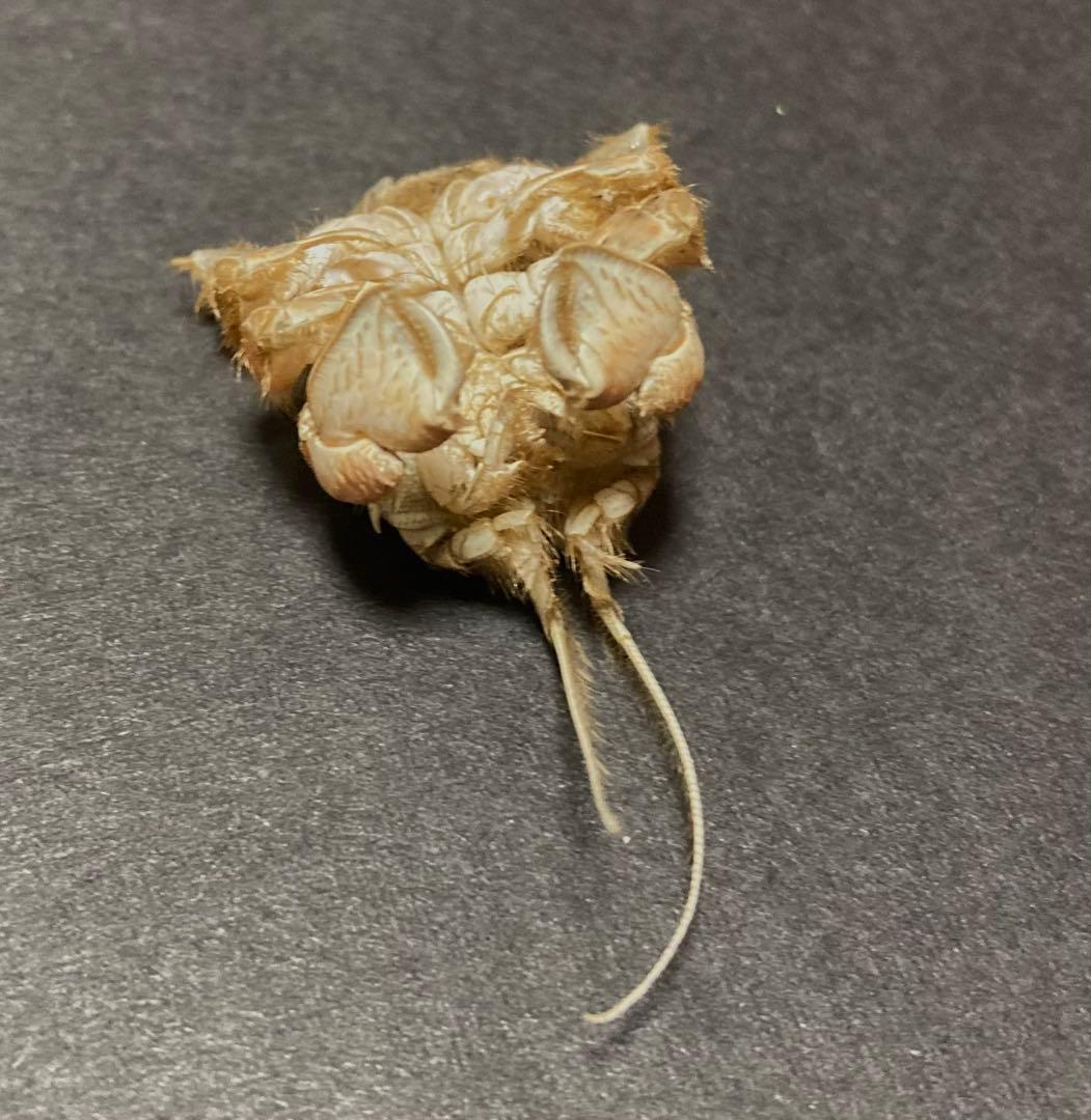 クダヒゲガニ 標本 約5cm カニ　乾燥標本　甲殻類