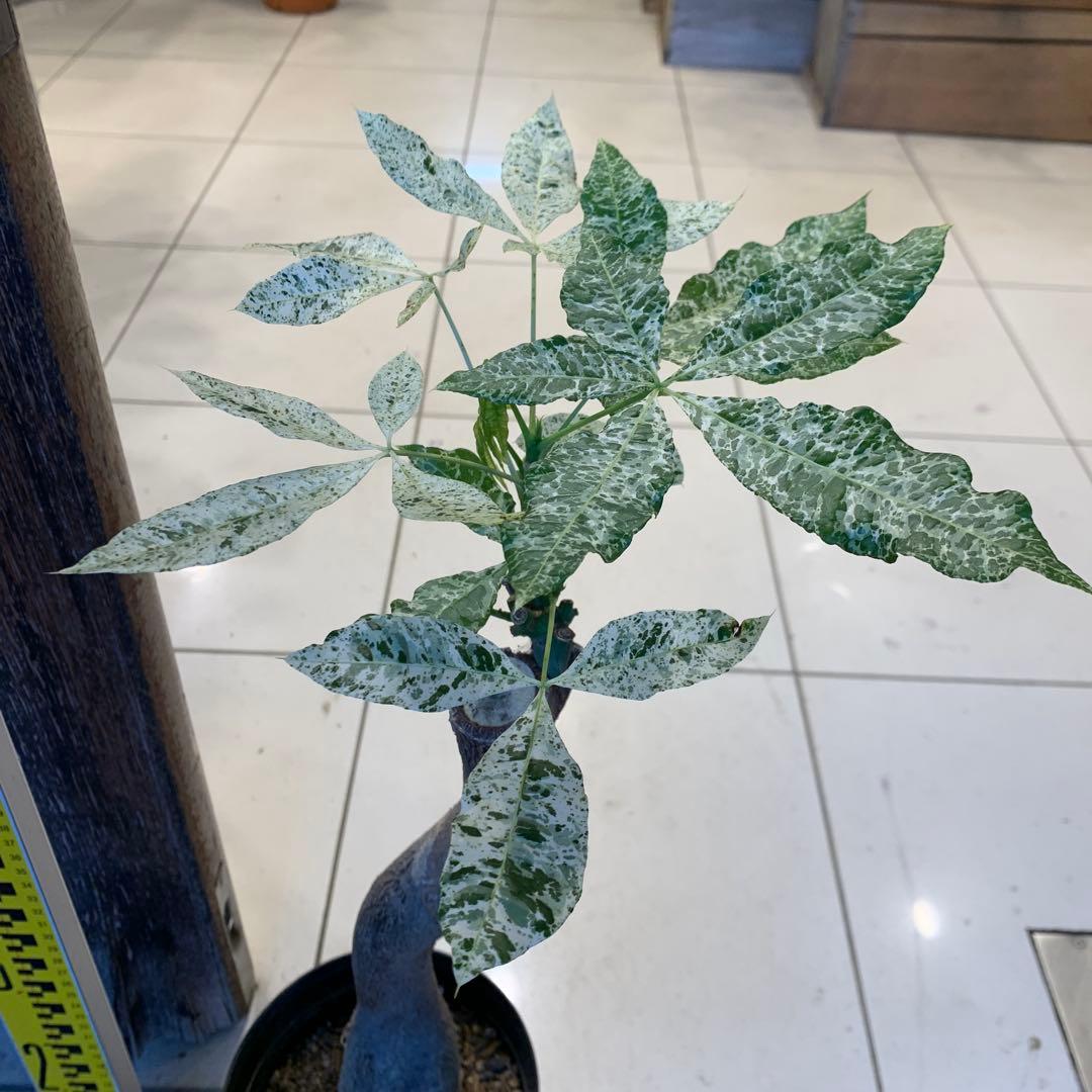 パキラ ミルキーウェイ 17