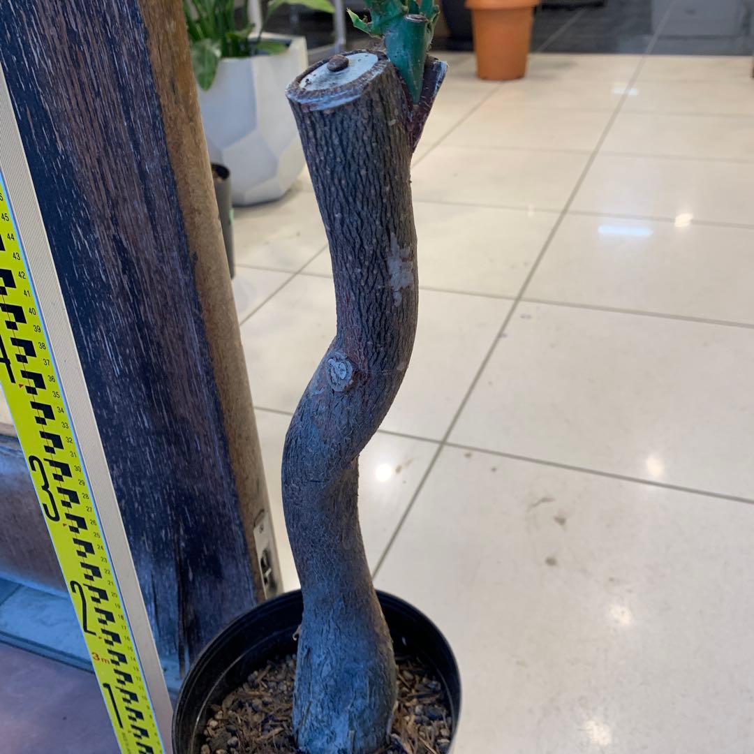 パキラ ミルキーウェイ 17