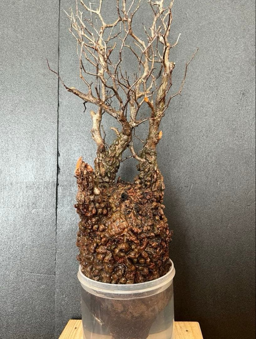 オペルクリカリア・パキプス ぼこぼこ丸株 ベアルート