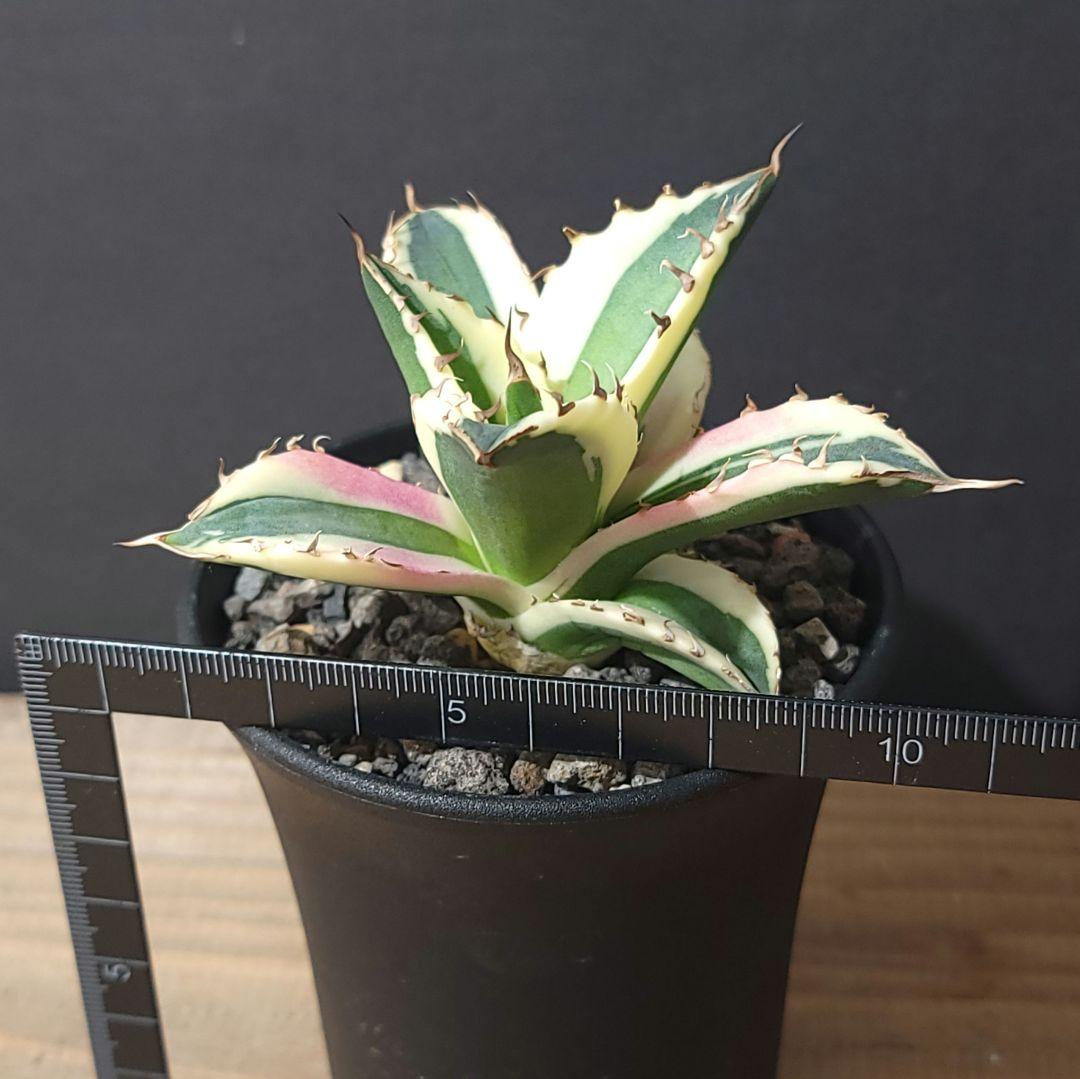 〖スナグルトゥース〗アガベチタノタ斑入り