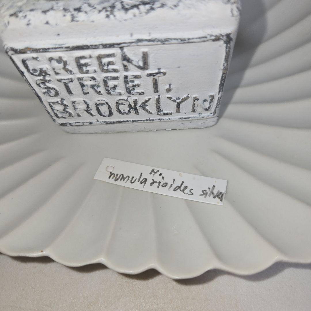 ホヤ　ヌンムラリオイデス　シルバー