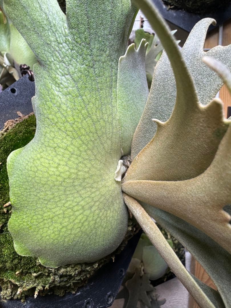 willinckii yms #14 ビカクシダ