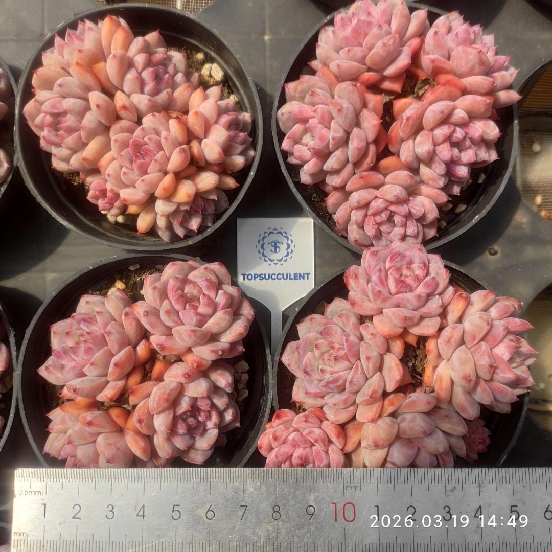 Top【選抜株】多肉植物　24603ハリーワトソン錦 25個　鉢無し/脱土