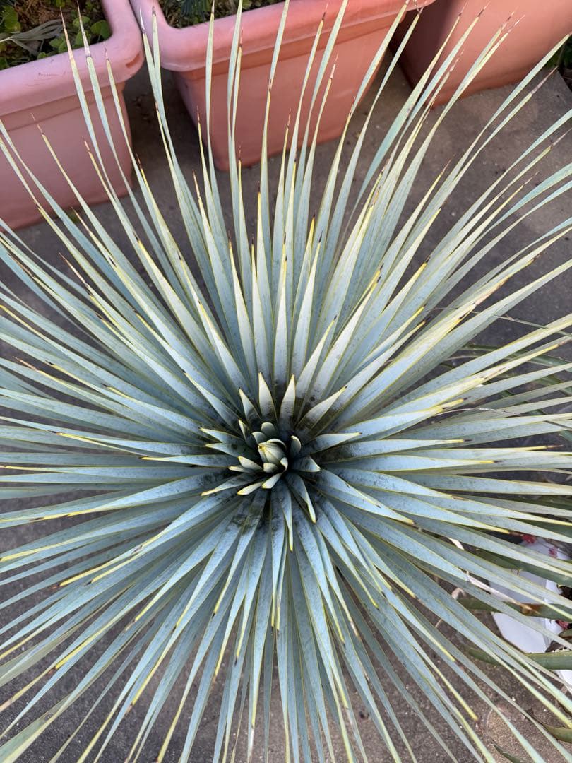 ユッカ マルデヌベス　大きめ 観葉植物