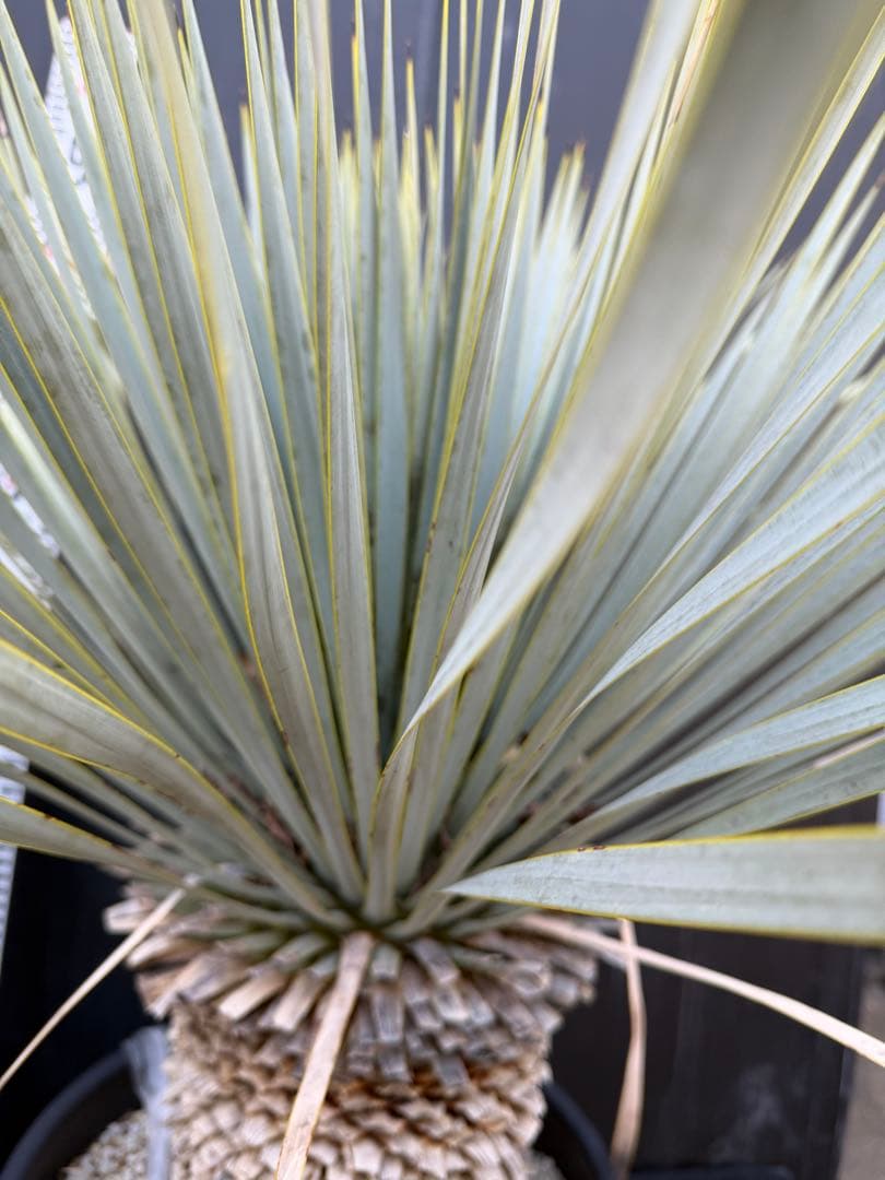 ユッカ マルデヌベス　大きめ 観葉植物