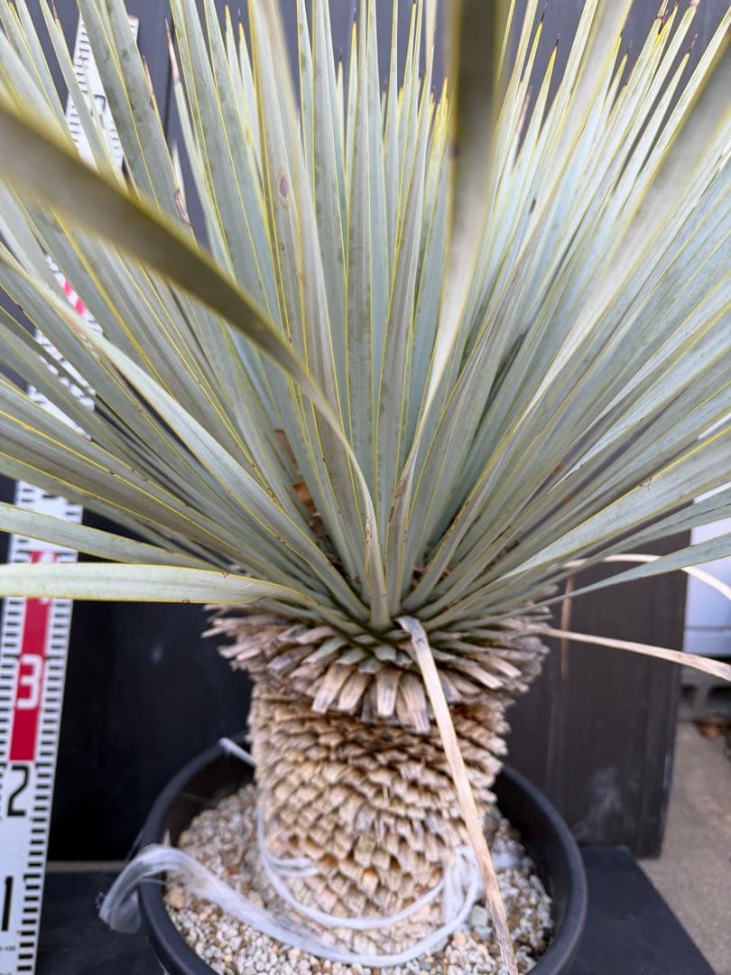 ユッカ マルデヌベス　大きめ 観葉植物