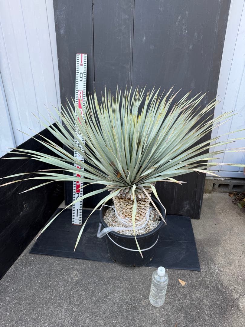 ユッカ マルデヌベス　大きめ 観葉植物