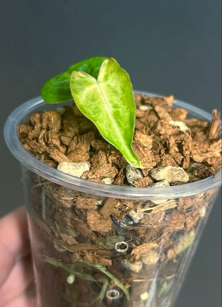 【レア】 アンスリウム　クリスタリナム　ミント　斑入り