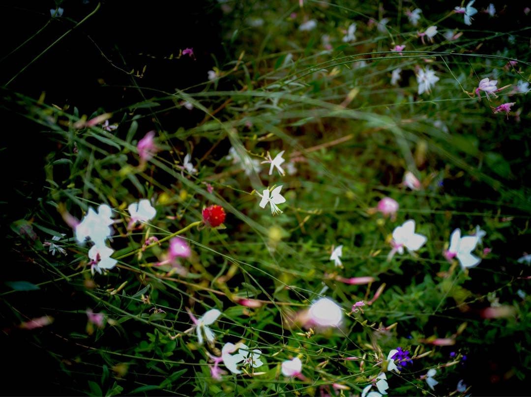 【美品】SIGMA fp ボディ