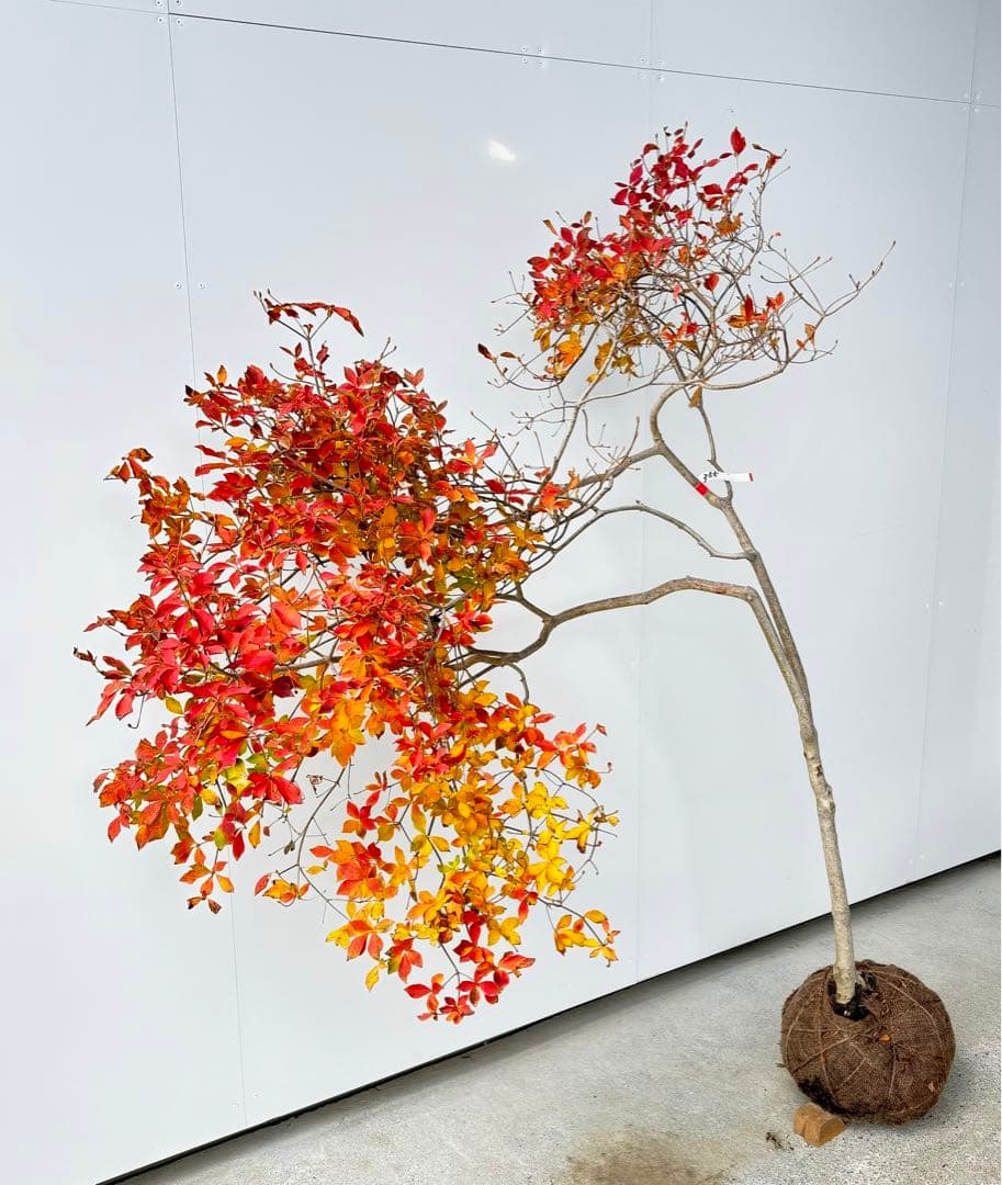 流れ樹形の曲線美が美しい 枝流れ ドウダンツツジ 355 樹高1.7m位