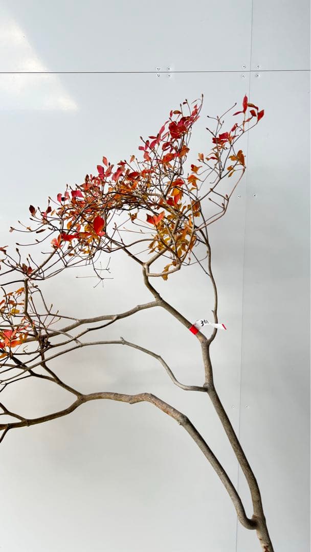 流れ樹形の曲線美が美しい 枝流れ ドウダンツツジ 355 樹高1.7m位