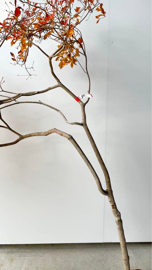 流れ樹形の曲線美が美しい 枝流れ ドウダンツツジ 355 樹高1.7m位