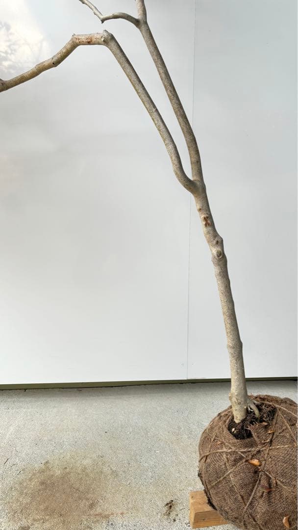 流れ樹形の曲線美が美しい 枝流れ ドウダンツツジ 355 樹高1.7m位