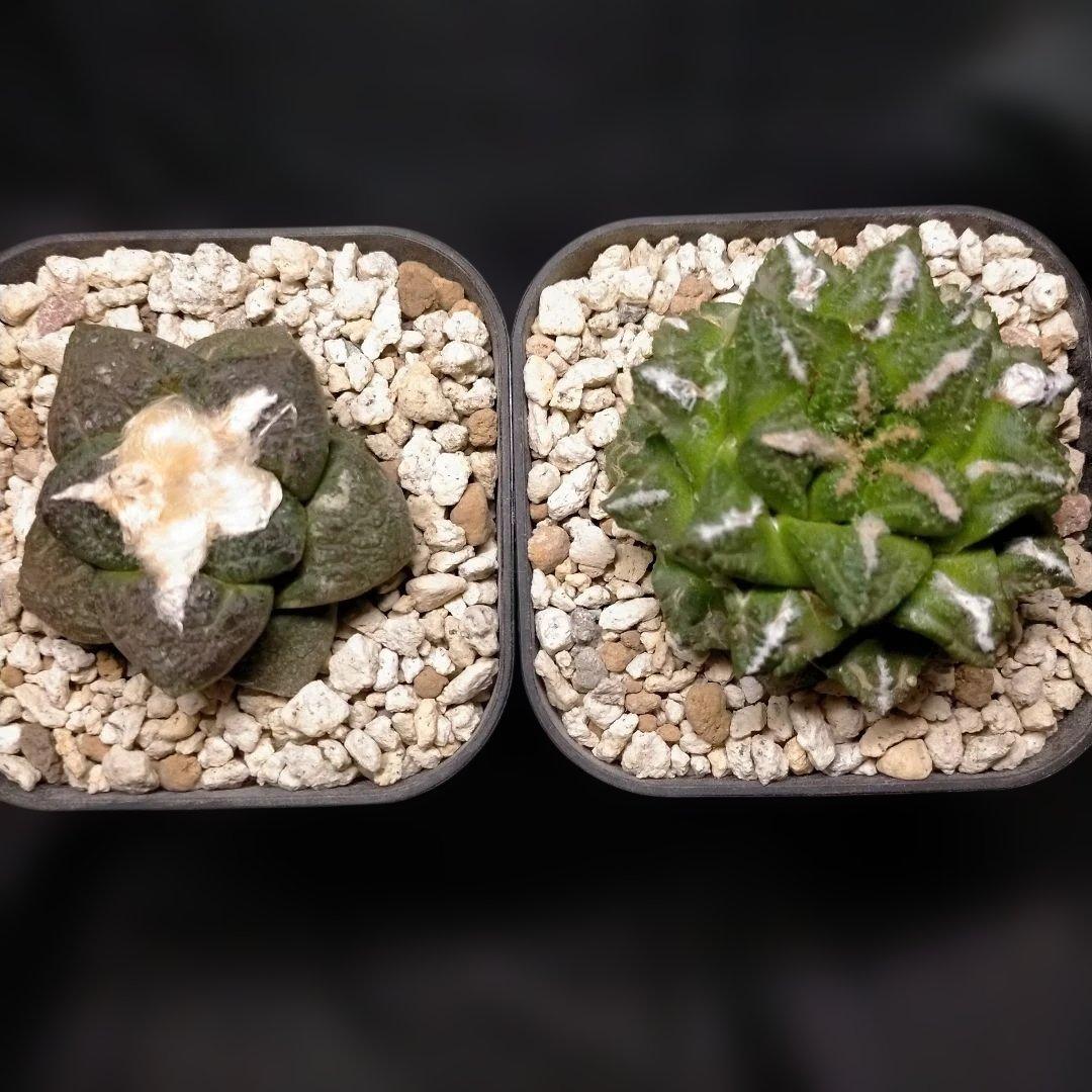 アリオカルプス 連山 短疣亀甲牡丹 2株セット 竜角牡丹 玉牡丹 花牡丹 黒牡丹