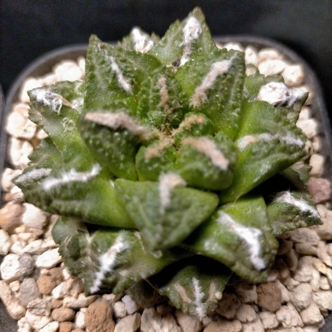 アリオカルプス 連山 短疣亀甲牡丹 2株セット 竜角牡丹 玉牡丹 花牡丹 黒牡丹