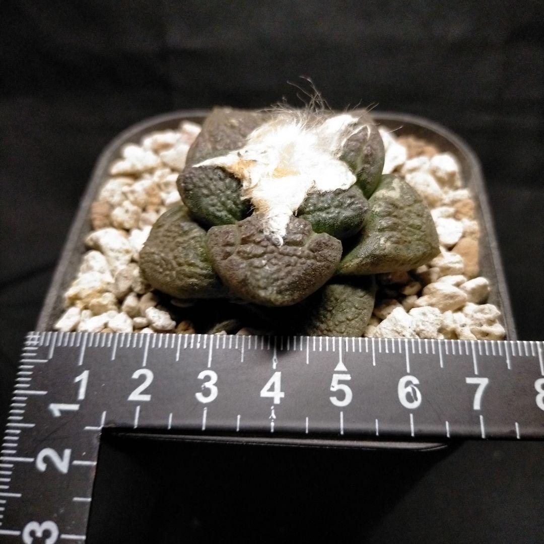 アリオカルプス 連山 短疣亀甲牡丹 2株セット 竜角牡丹 玉牡丹 花牡丹 黒牡丹