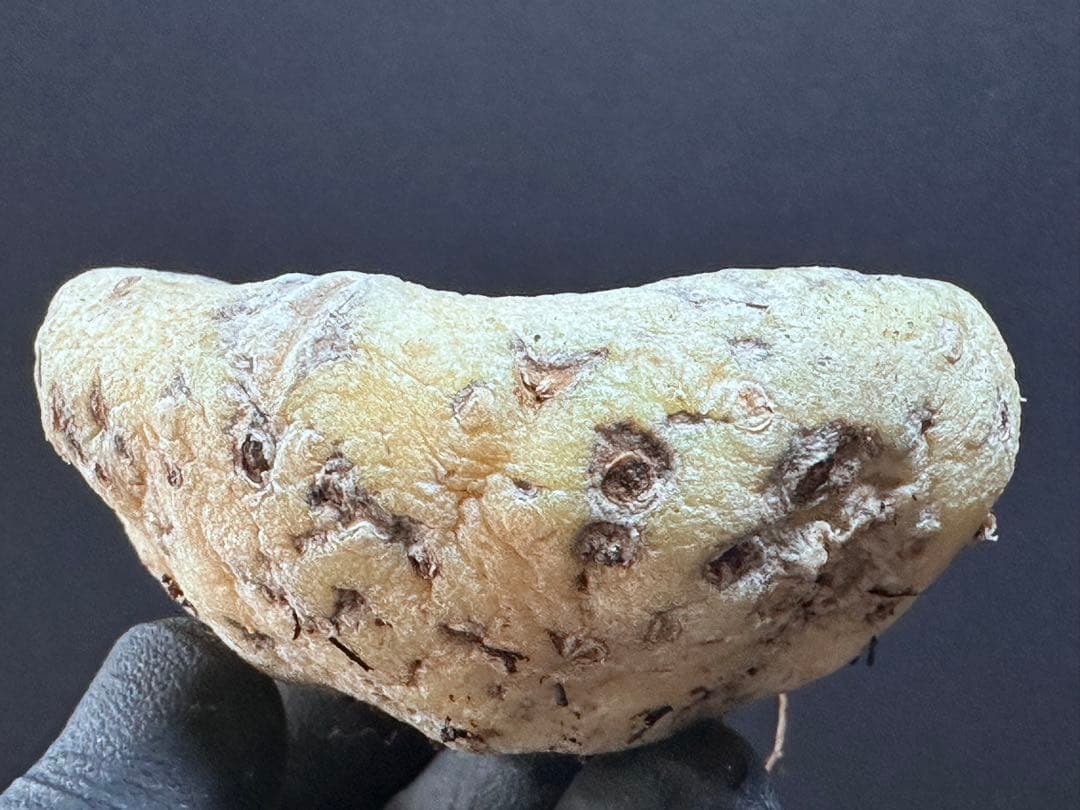 あ*き様 614特選ブラキステルマバーベラエBrachystelma barbe