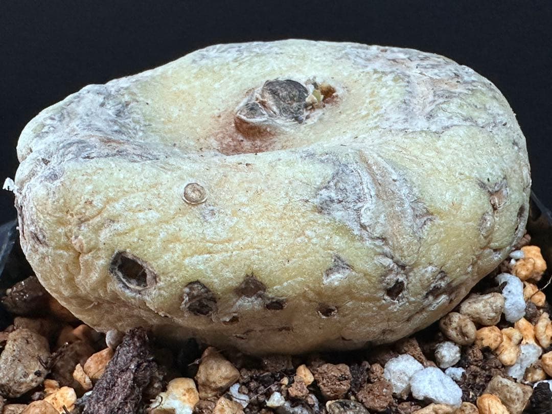 あ*き様 614特選ブラキステルマバーベラエBrachystelma barbe