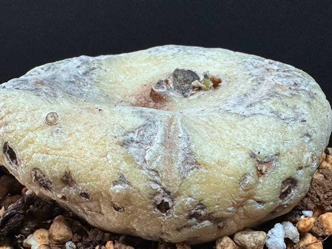 あ*き様 614特選ブラキステルマバーベラエBrachystelma barbe