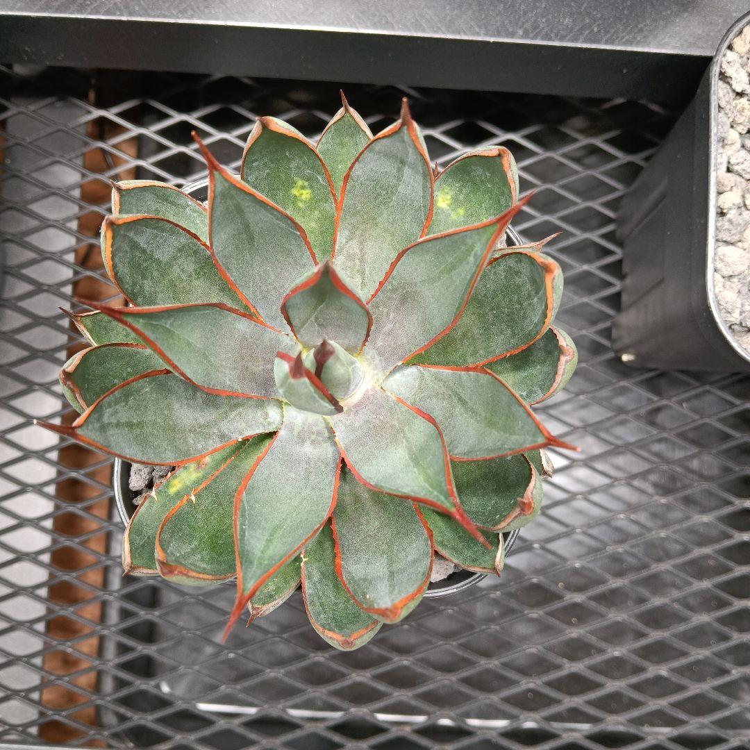 マンガべ　プレイングハンズ　アガベ　多肉植物　美株